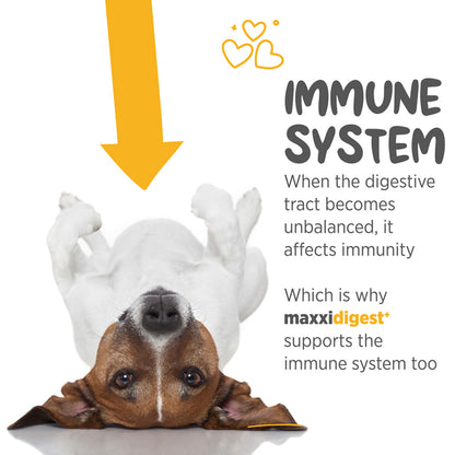 maxxidigest+ for dogs immune system