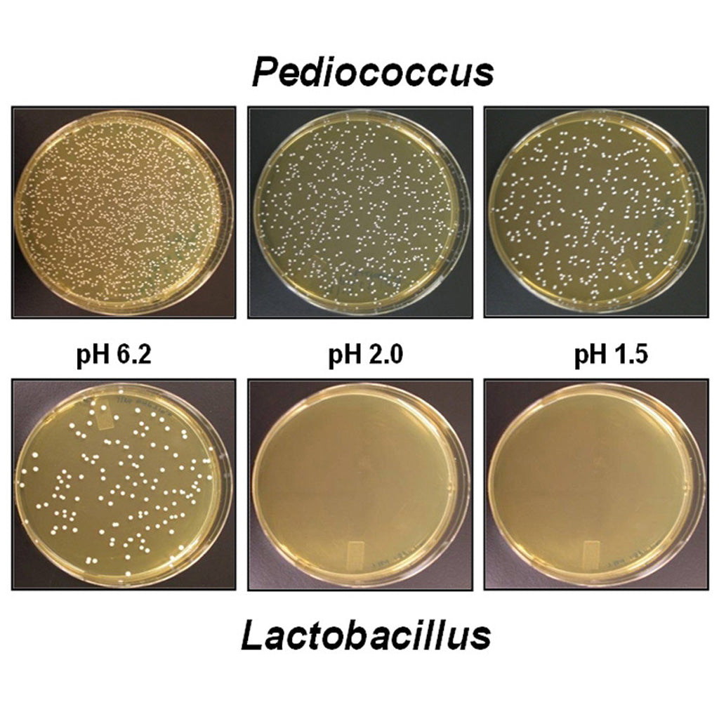 maxxidigest+ for dogs pediococcus lactobacillus