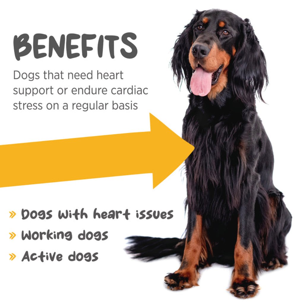 Maxxicardio for dogs benefits