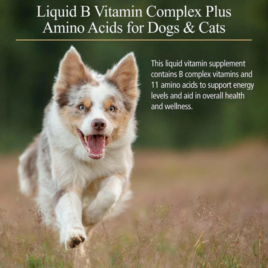 Dog running in a field with text about Liquid B Vitamin Complex Plus Amino Acids for Dogs & Cats.