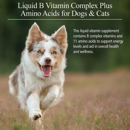 Dog running in a field with text about Liquid B Vitamin Complex Plus Amino Acids for Dogs & Cats.