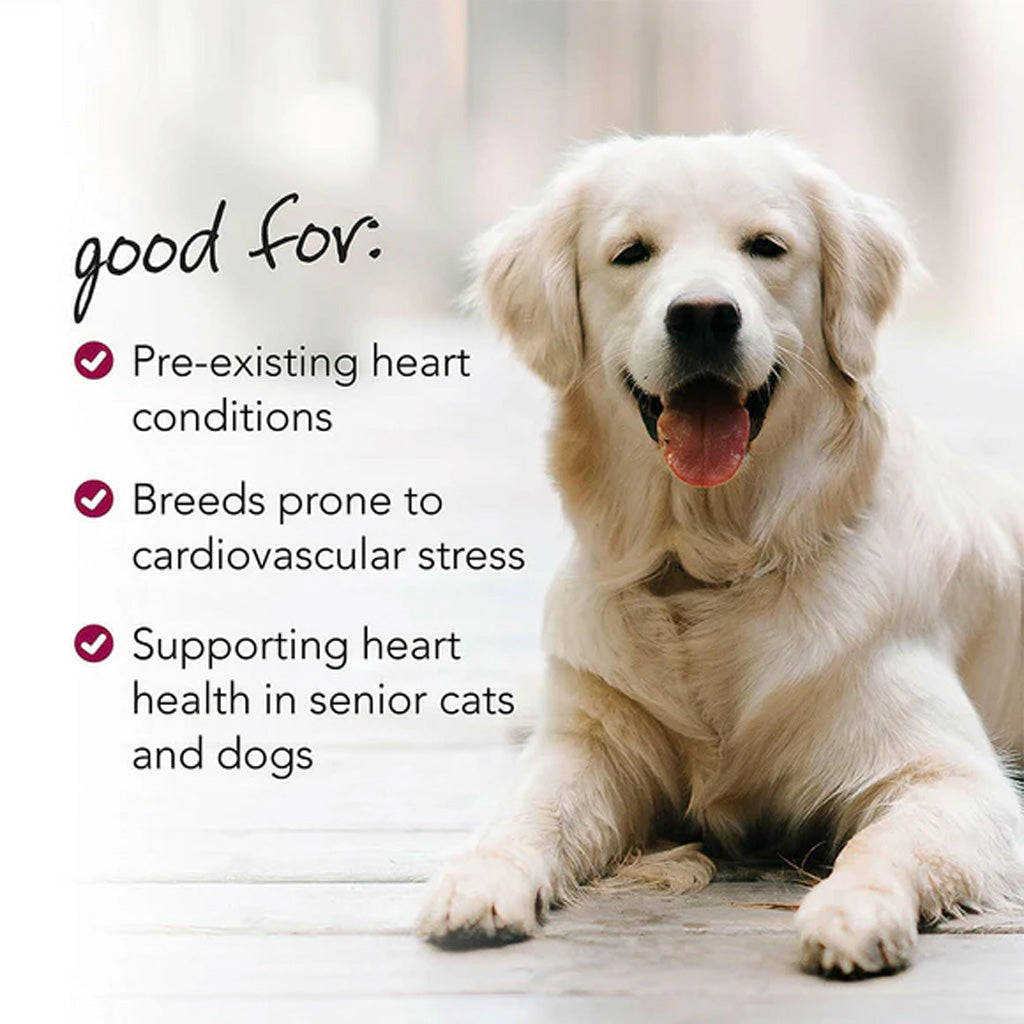 White dog sitting on a wooden floor with text about heart health benefits Using Vetriscience Cardio