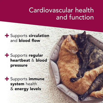 Two cats snuggling in a pet bed with text about cardiovascular health and function Vetriscience Cardio.