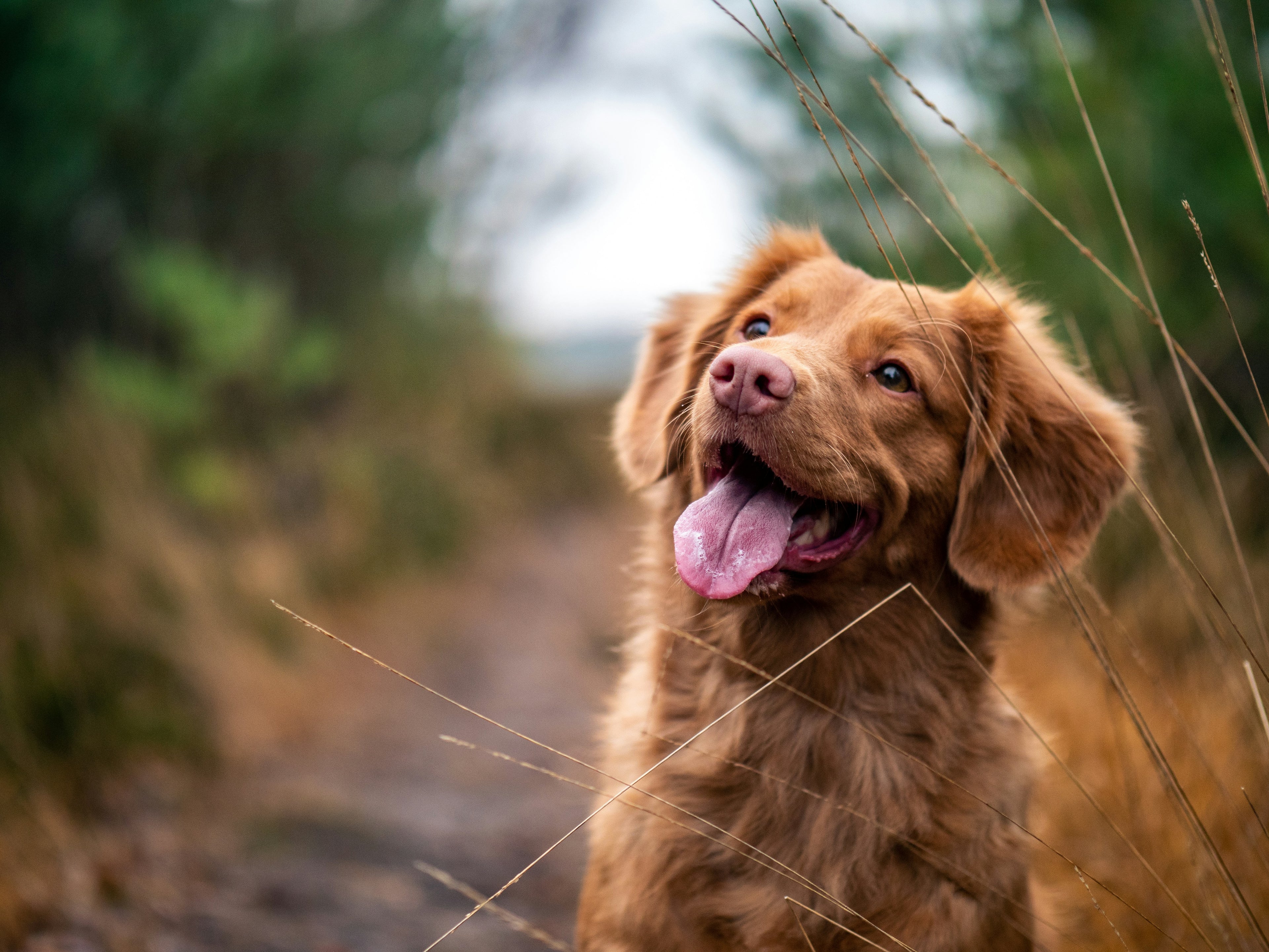 Brown dog in a field