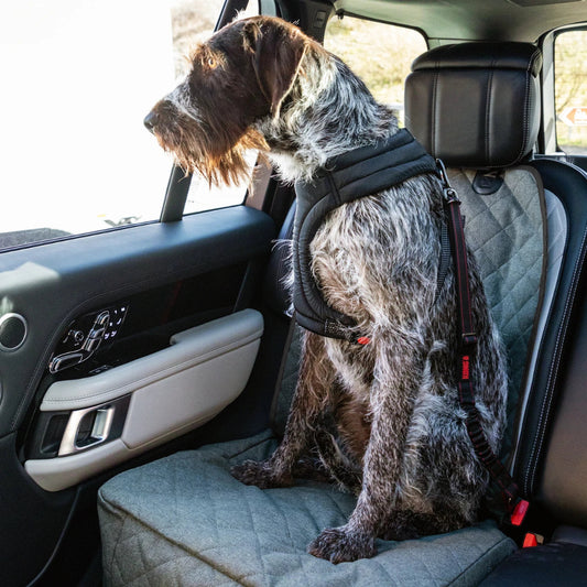 Dog in a harness secured in the back seat of a car with the KONG Deluxe Swivel Tether