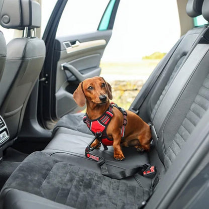 A brown dachshund sitting on a gray car backseat wearing a red and black pet harness and seat belt system. The car interior is visible, with the dog looking toward the camera.