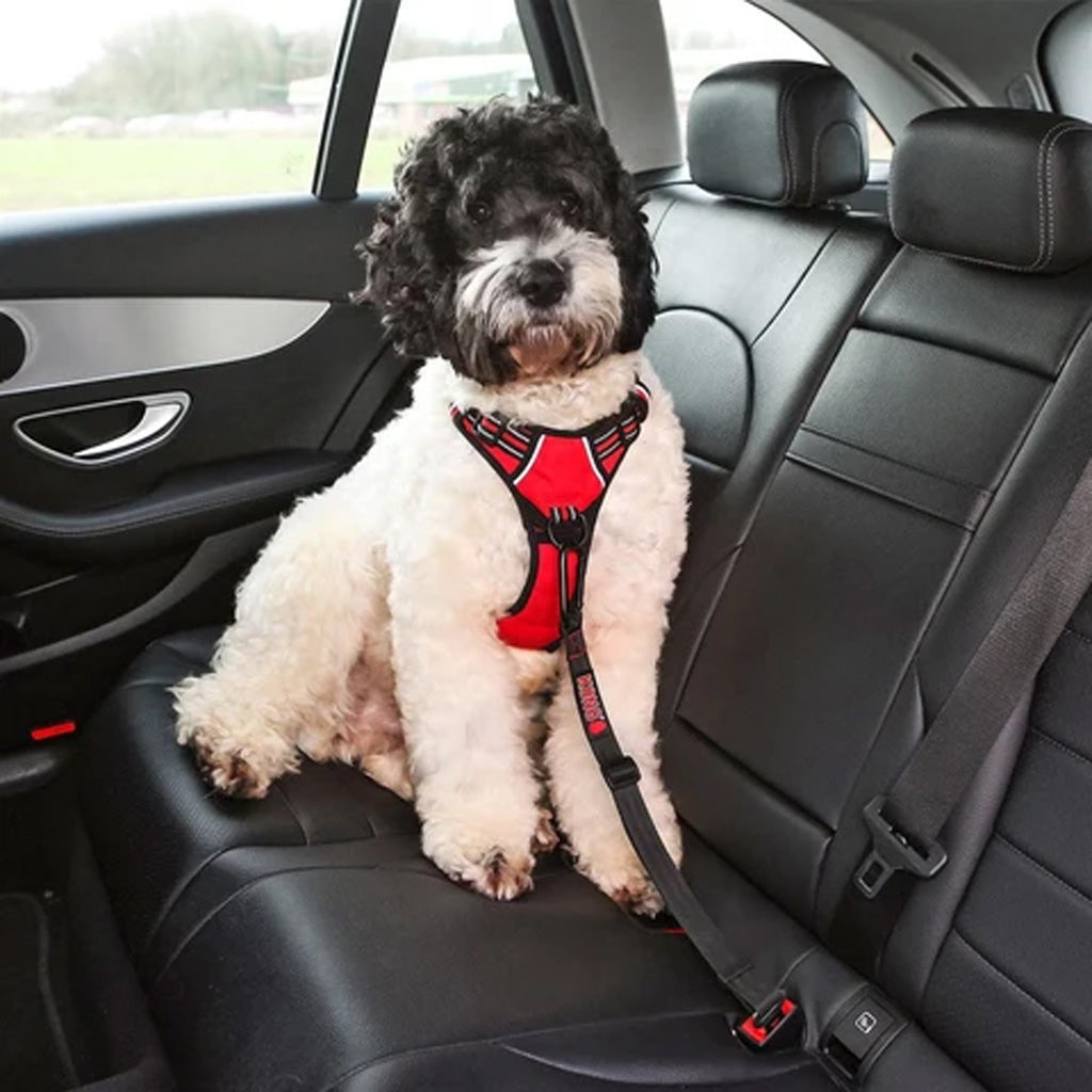 A white poodle wearing a red and black harness sits on a black leather car backseat, secured by a black seat belt.