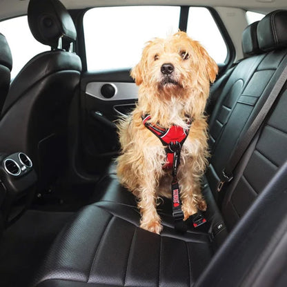 A small fluffy golden dog wearing a red and black harness sits on a black leather car seat inside a vehicle.