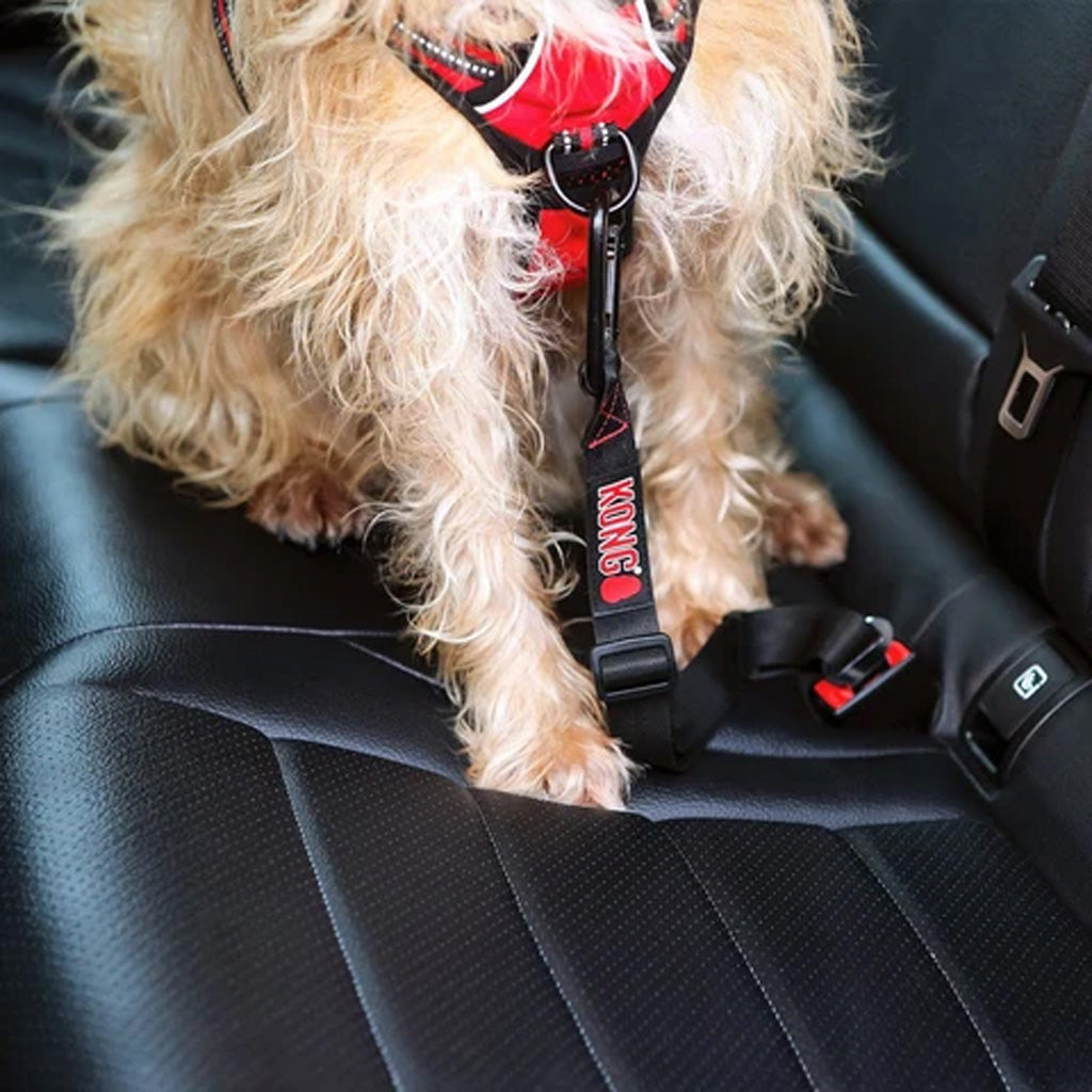 A small fluffy dog wearing a red and black harness with a black leash strap, sitting on a black car seat. The harness has the brand name 'KONG' printed vertically in white on the strap.