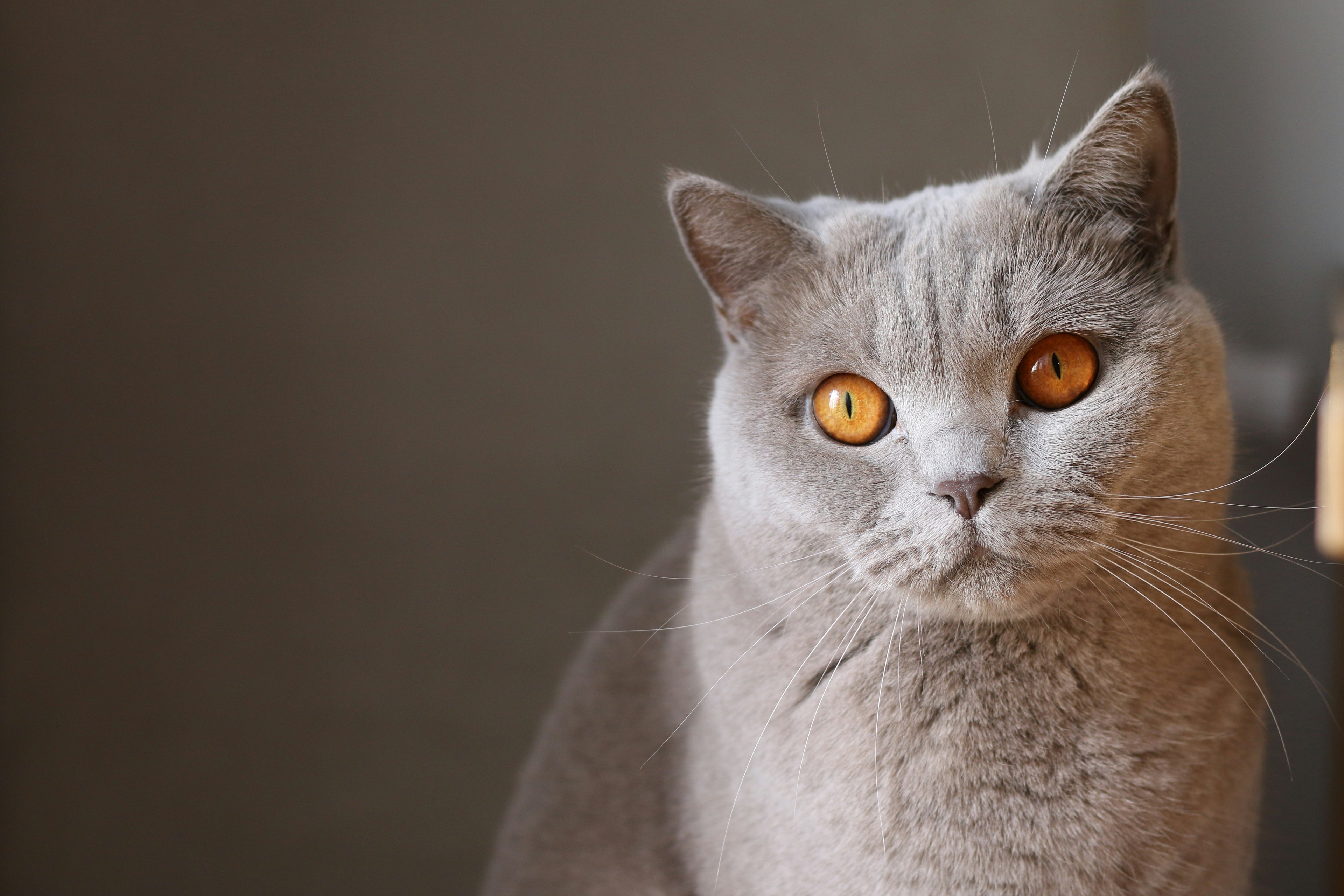 Grey cat with orange eyes