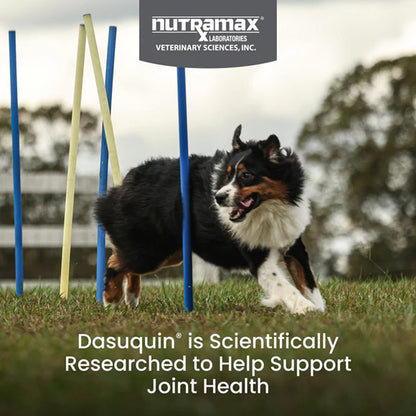 Dog running through an agility course with Nutramax Laboratories branding and text about Dasuquin for joint health.