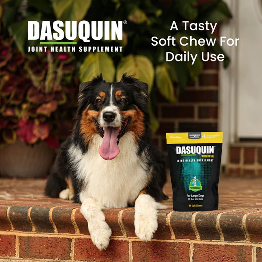 Dog sitting on a brick ledge with Dasuquin supplement packaging in the foreground