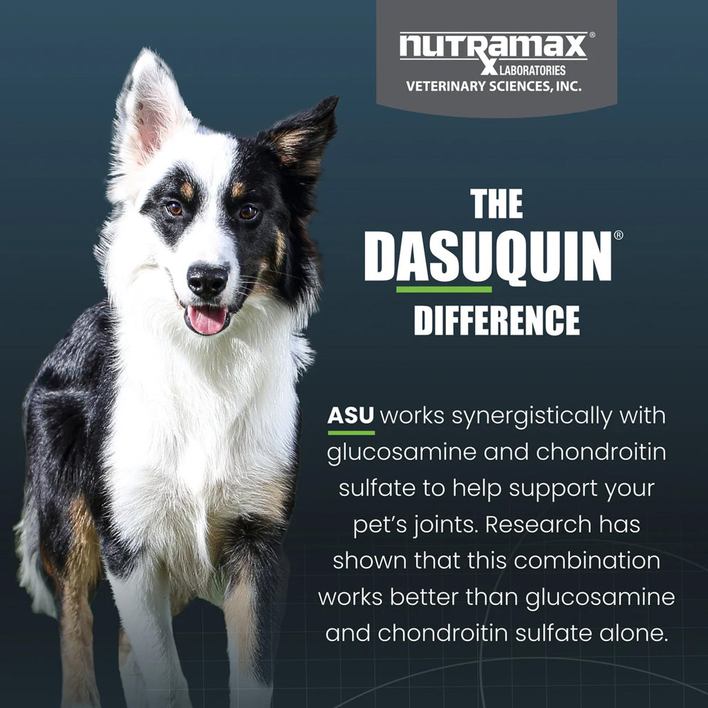 Dog with Nutramax Dasuquin advertisement on a dark background