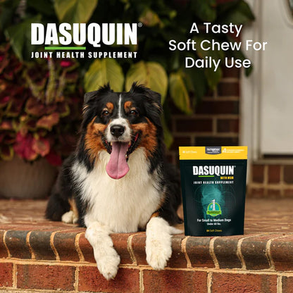 Dog sitting on steps with a Dasuquin supplement package in the foreground