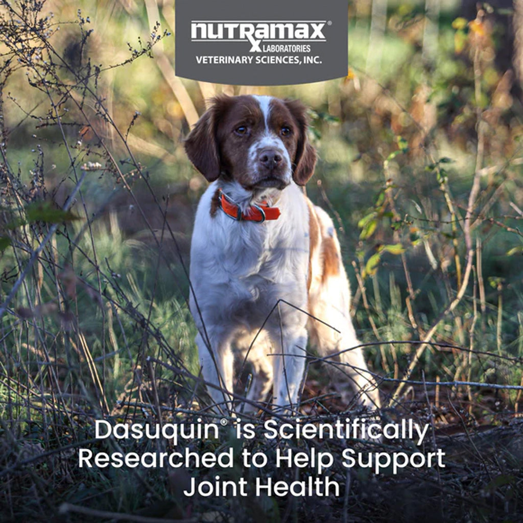 Dog in a natural setting with Nutramax Laboratories branding and text about Dasuquin for joint health.