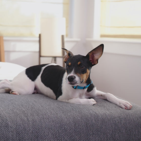 Zymox Advanced Enzymatic Ear Wipes video
