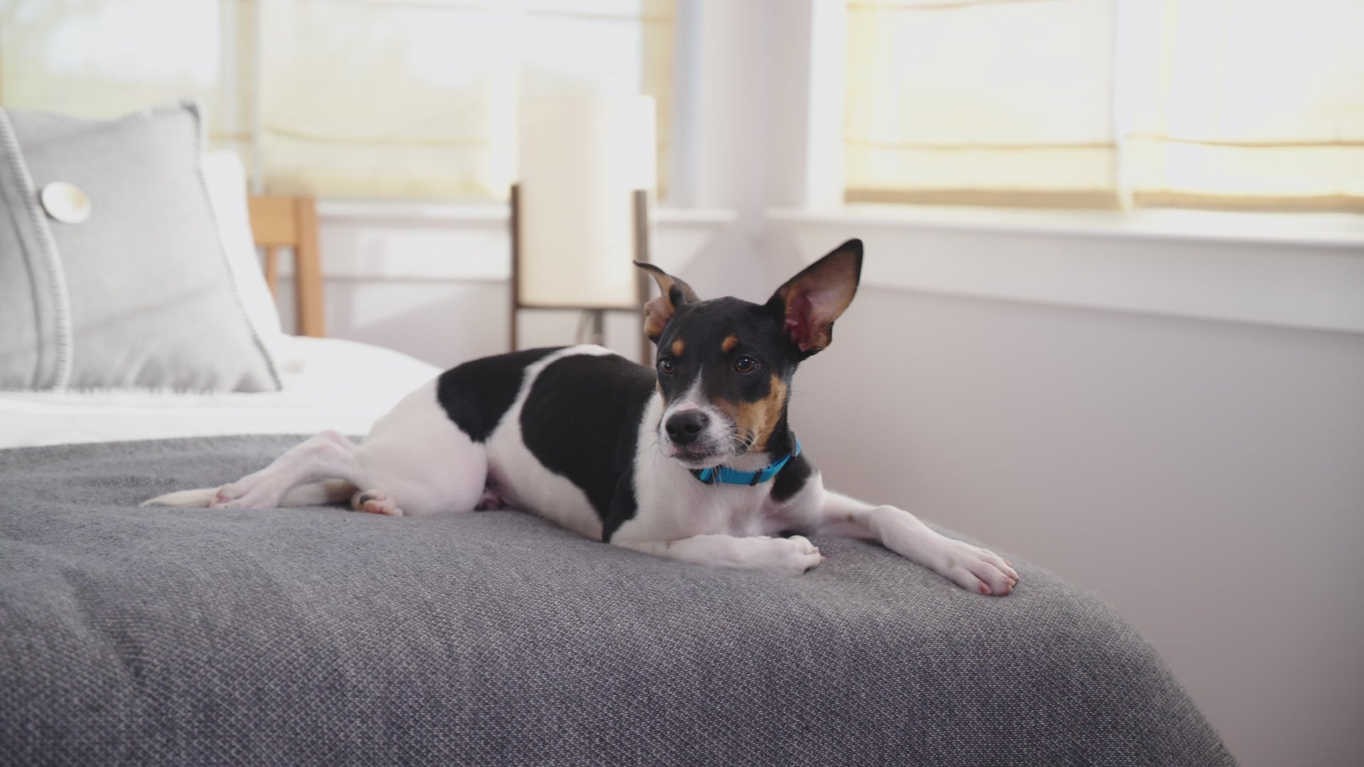 Zymox Advanced Enzymatic Ear Wipes video