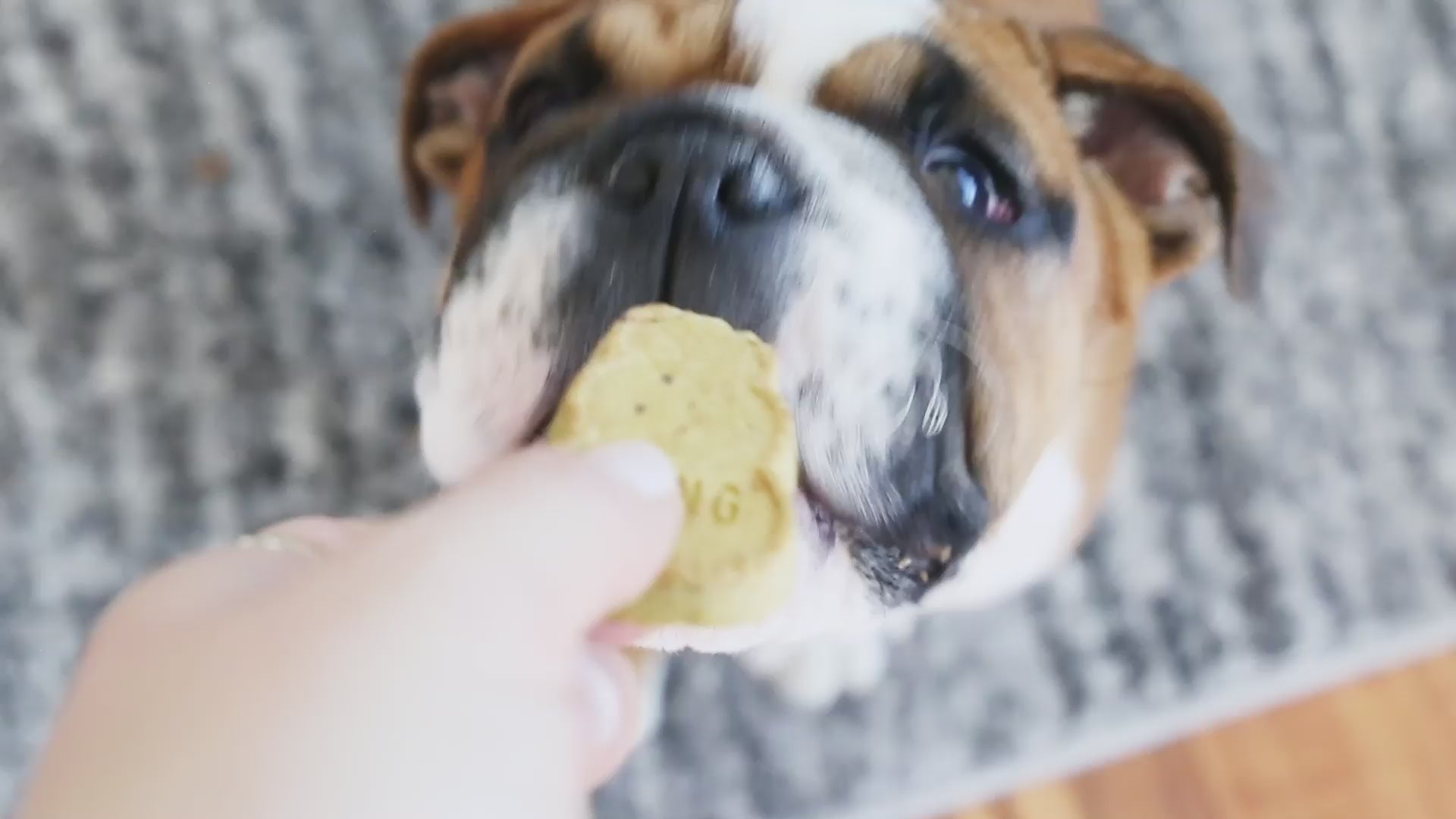Kong Snacks Peanut Butter – All-Natural Biscuits for Dogs