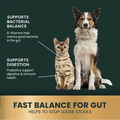 Dog and cat alongside text on gut health support from Quick Action Diarrhea Aid