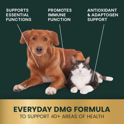 Dog and cat sitting together with text highlighting benefits of Everyday DMG Formula on a green background.