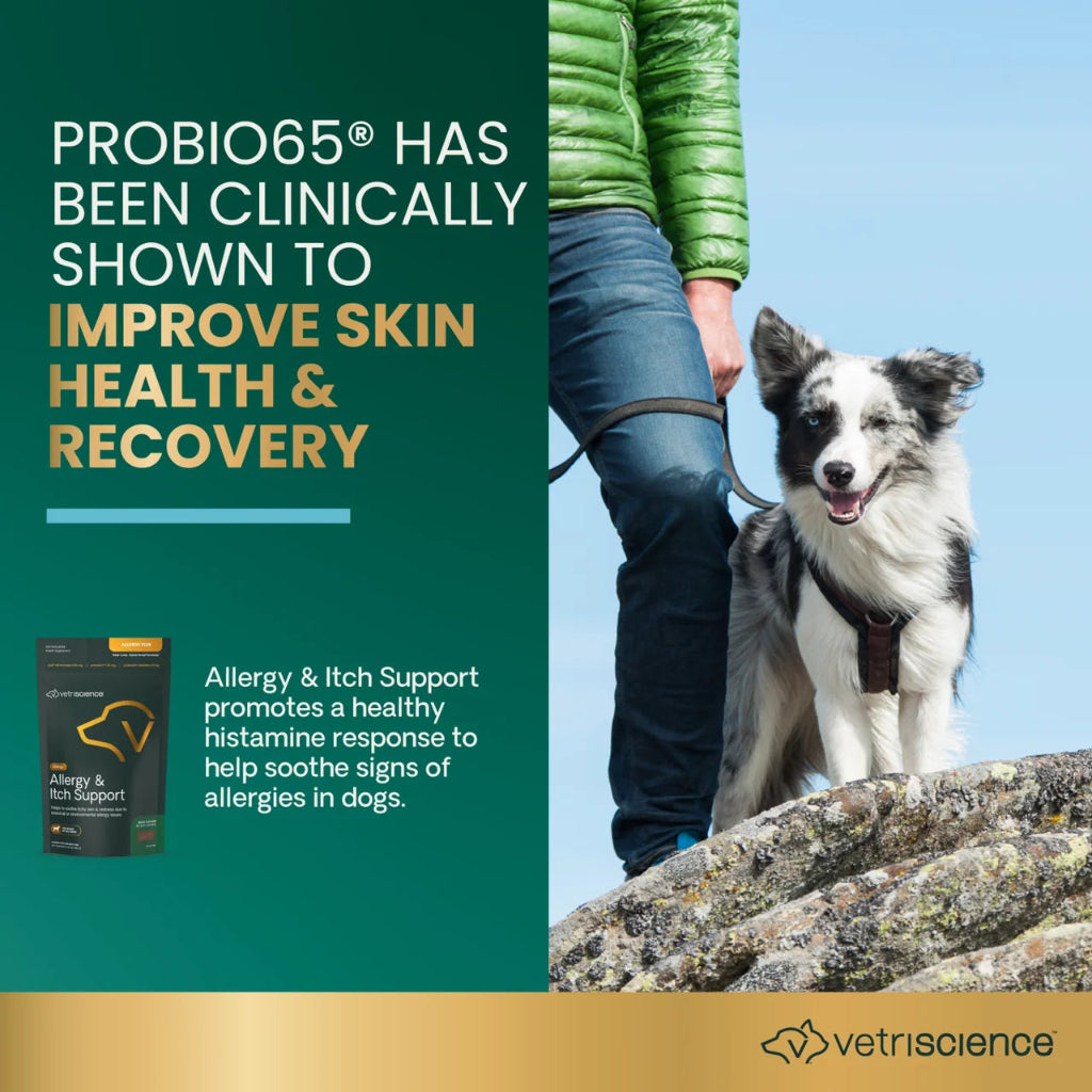 Dog on a lead with its owner, alongside text on skin health and recovery from the proBio65 probiotic in Allergy & Itch Support