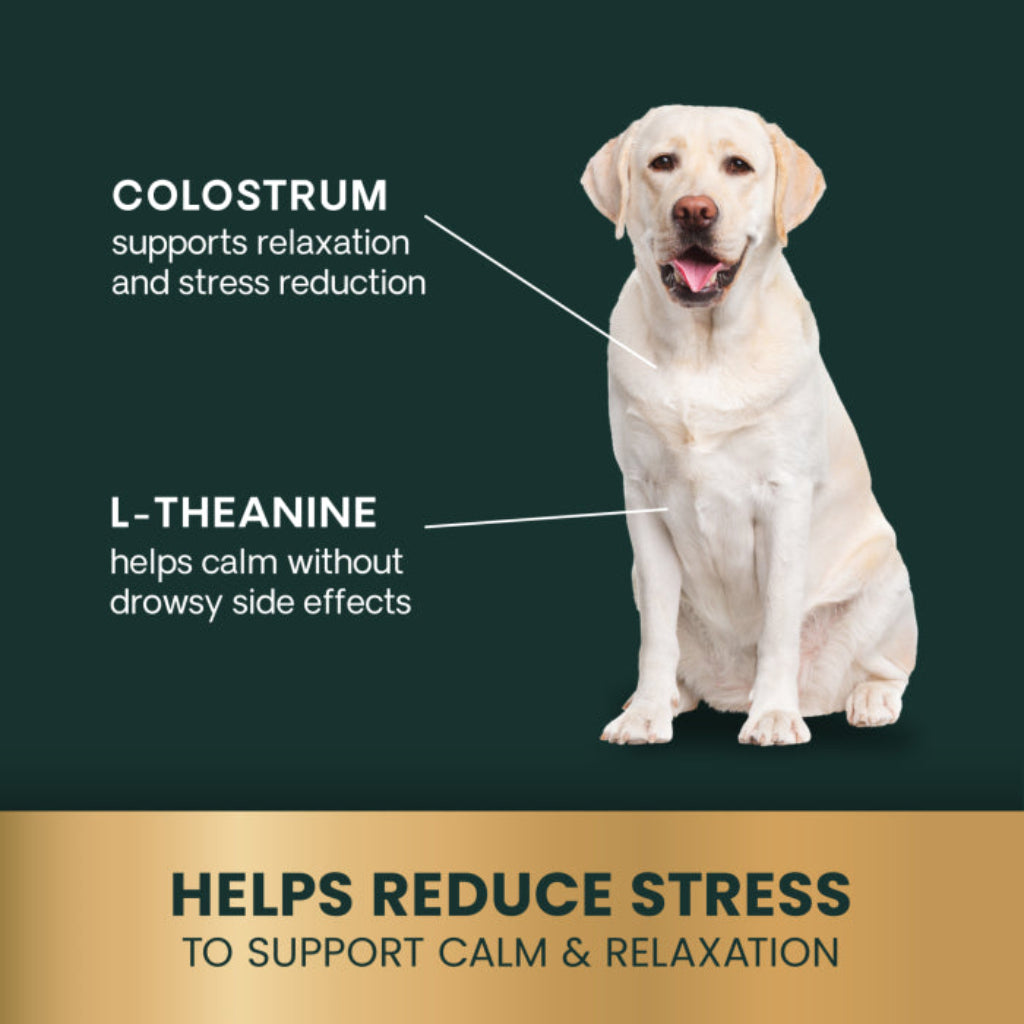 Dog sitting on a green background with text about colostrum and L-theanine for stress reduction.