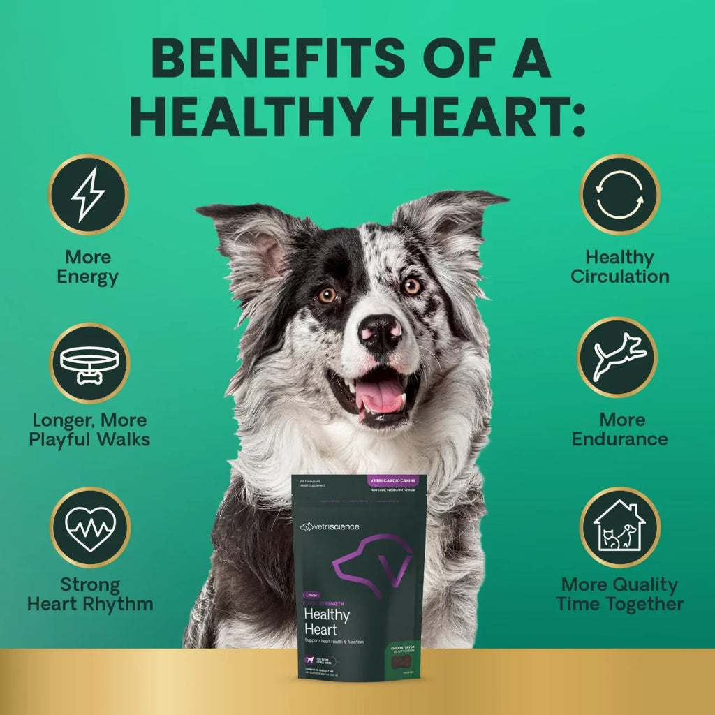 Benefits of Extra Strength Healthy Heart: more energy, healthy circulation, longer playful walks, more endurance, strong heart rhythm and more quality time together