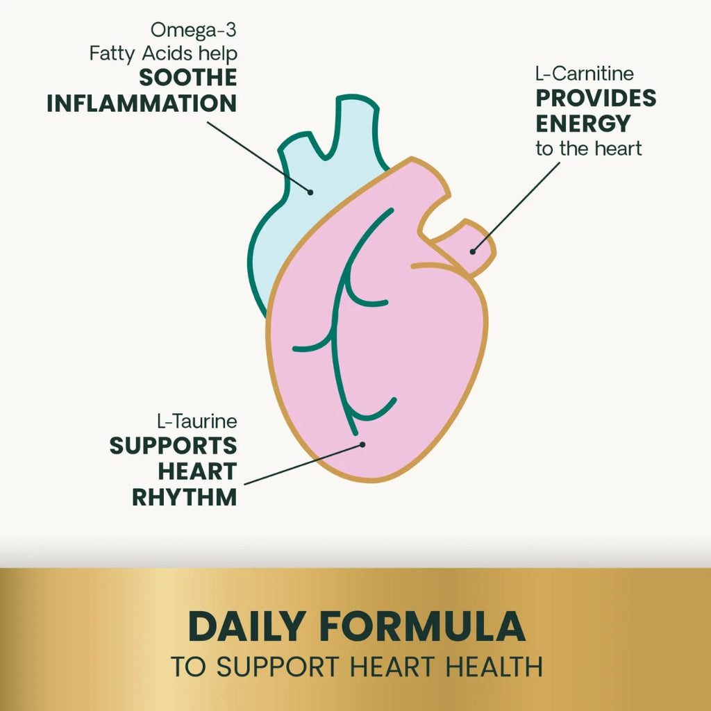 Diagram of the canine heart showing how L-carnitine, taurine, CoQ10 and hawthorn support heart muscle, circulation and rhythm